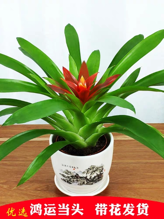 鸿运当头盆栽水培植物室内四季常青小红星绿植好养花卉凤梨花盆景