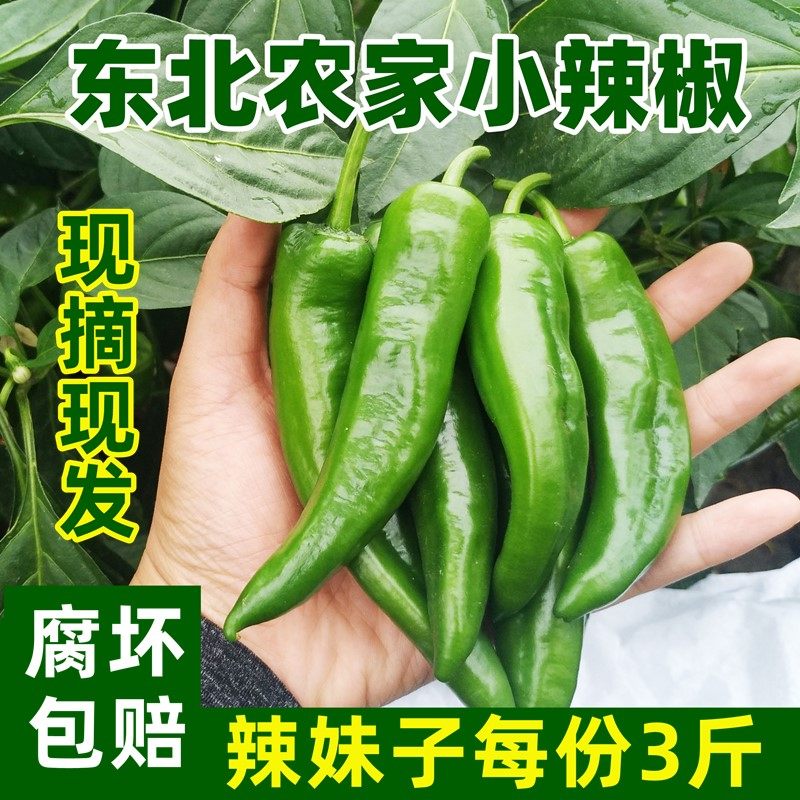 东北辣妹子小辣椒新鲜 黑龙江绿辣椒新鲜特辣农家东北特产青辣椒