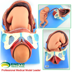 ENOVO正品妊娠胚胎女性足月胎儿分娩产程出生胎位妇产科护理模型