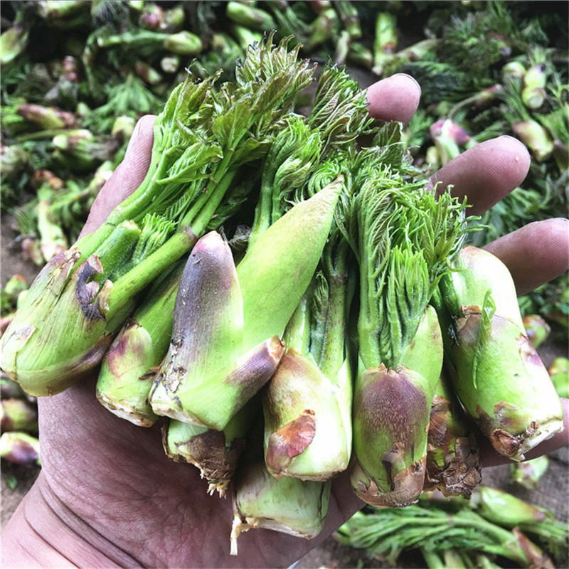 刺老芽包邮新鲜