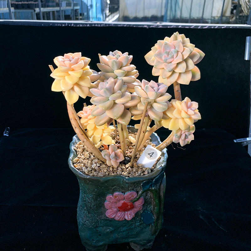 千亦多肉植物无砍美杏锦阳台稀有悬崖老桩净化空气一物一拍包邮