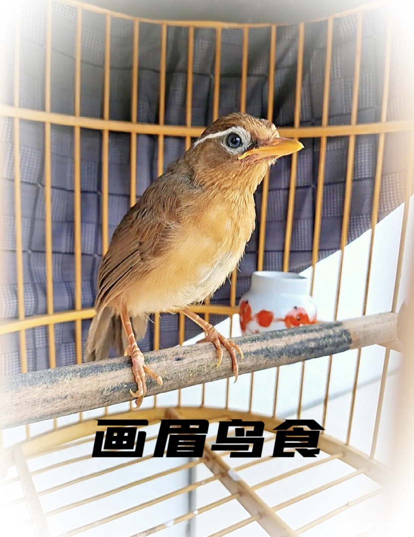 画眉饲料鸟食饲料打鸟斗鸟原毛生头老山鸟食熟鸟增重保性长膘鸟食