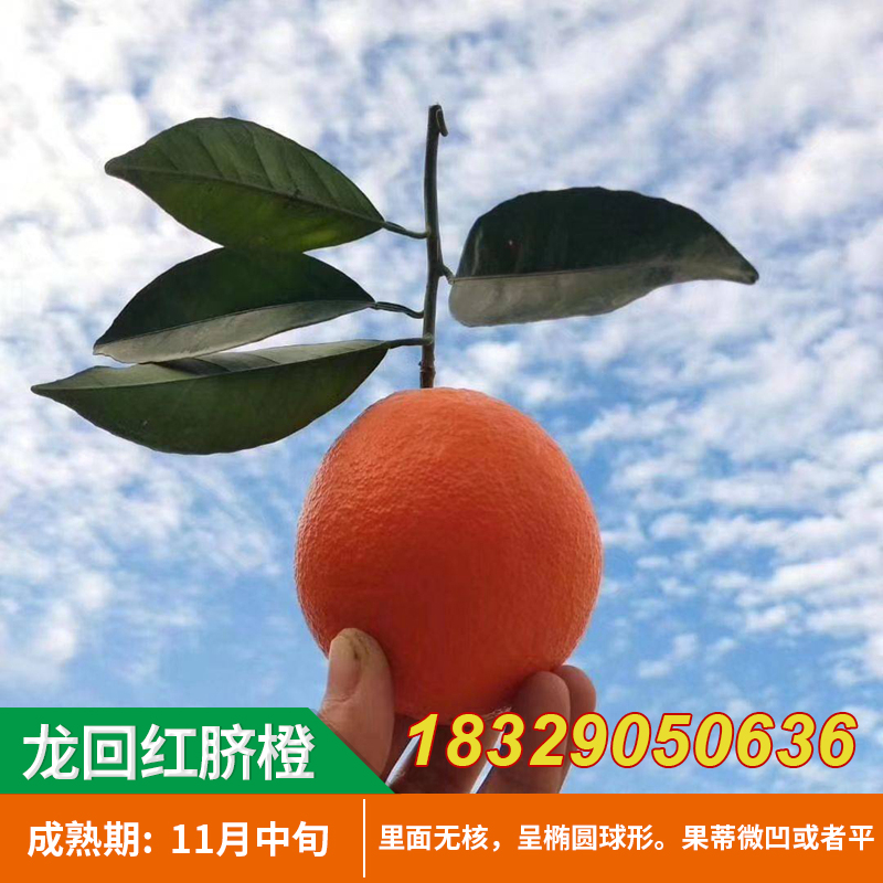 龙回红脐橙苗 高抗寒新品种脐橙树苗南方种植 大果型高产水果苗