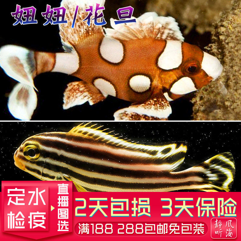 燕过无痕水族燕子花旦金妞妞石鲈鱼热带宠物鱼观赏鱼活体海水鱼静风