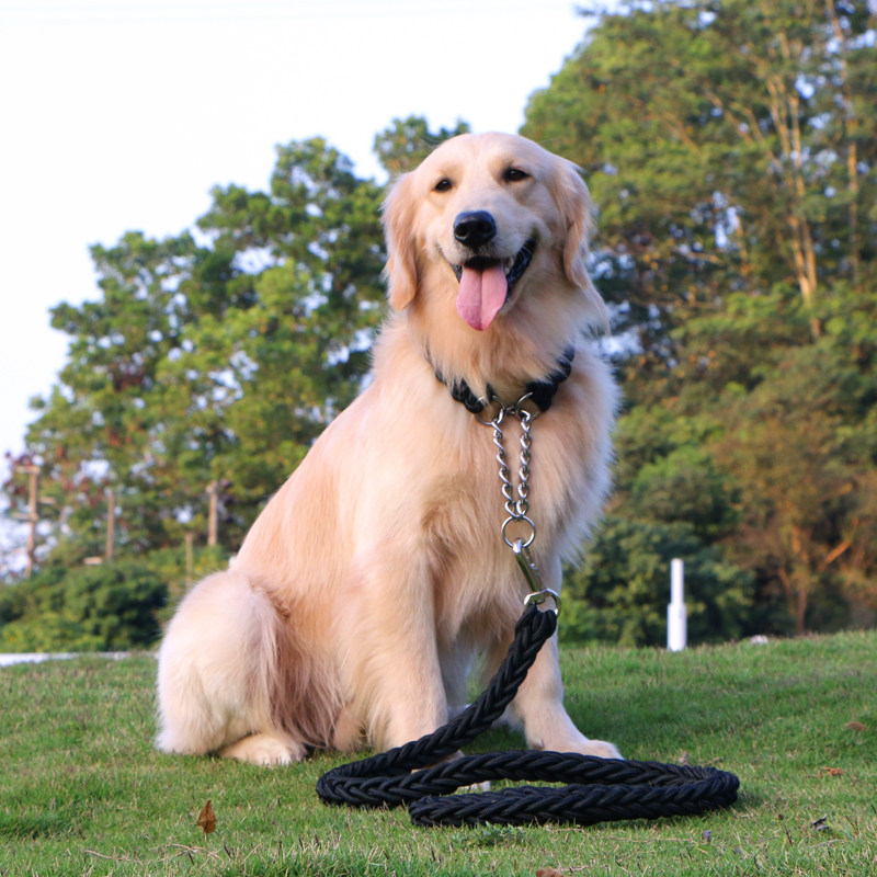p链大型犬p链项圈大额优惠券