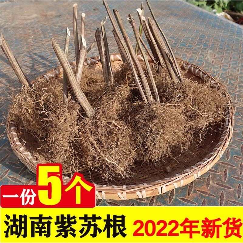 紫苏根湖南农家双面紫色正宗紫苏晒干煎汤煮水洗中药材2022年新货