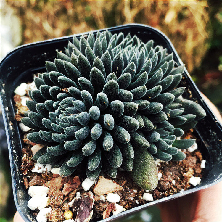 植物大洋园艺多肉滇石莲黑色系多肉肉肉绿植花卉多肉植物