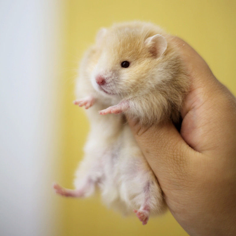 3年老店 鼠来鼠趣家养长毛金丝熊活物面纹蜜mm活体西施熊宠物仓鼠