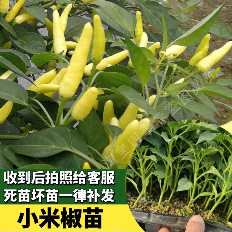 小米椒苗辣椒苗秧苗苗子秋冬四季种植秧蔬菜苗各种辣椒阳台盆栽苗