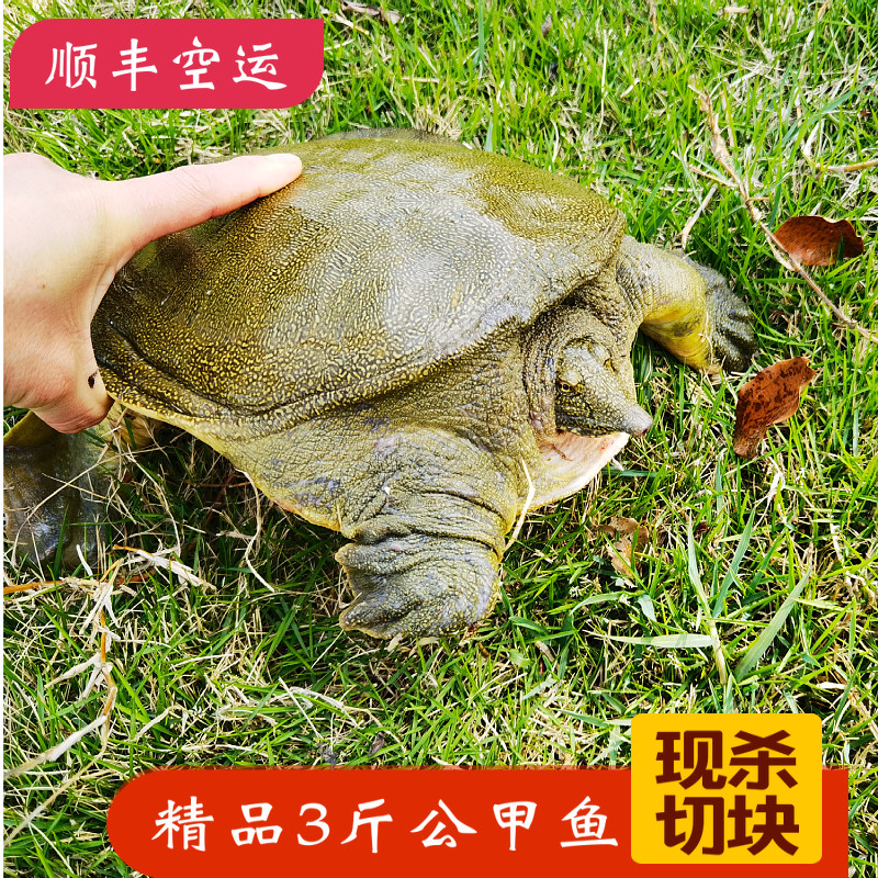 [顺丰]现杀3斤精品公活体发货甲鱼