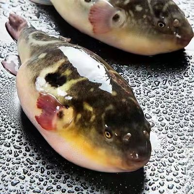 【无毒食用型】新鲜活河豚鱼现杀真空打包处理前500g/1条东方鲀鱼