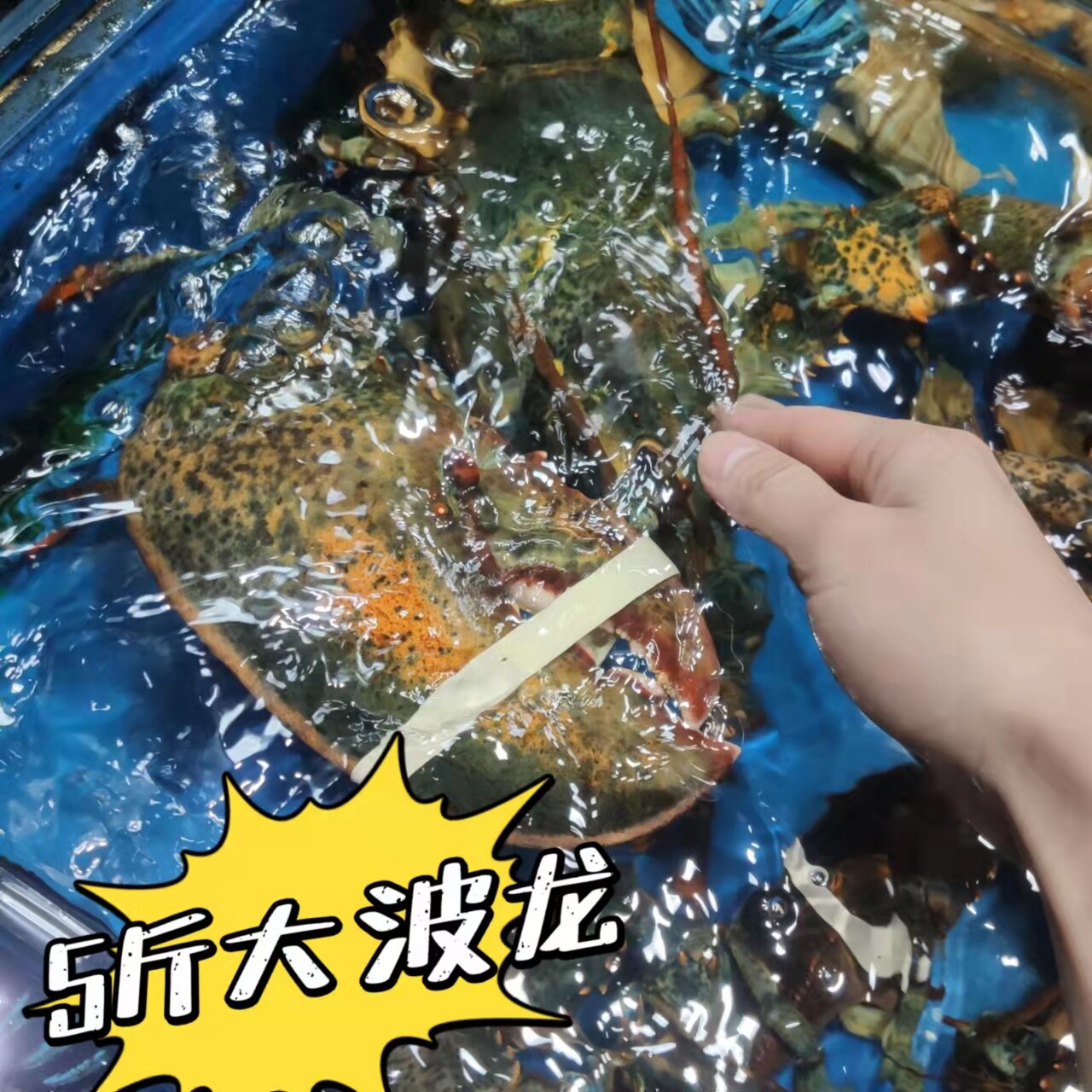 澳洲龙虾鲜活大10斤