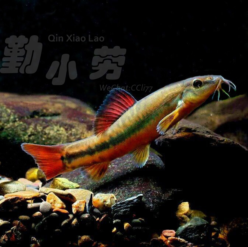 美丽小条鳅冷水鱼原生鱼溪流鱼底栖鱼清洁鱼泥鳅观赏鱼淡水鱼