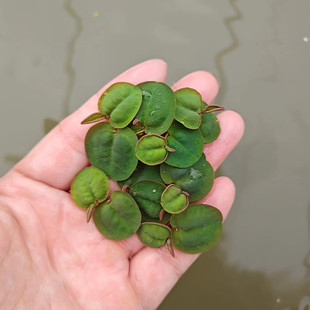 红毛丹浮萍水草真草水培养绿植物净化水质乌龟缸鱼缸造景摆件专用