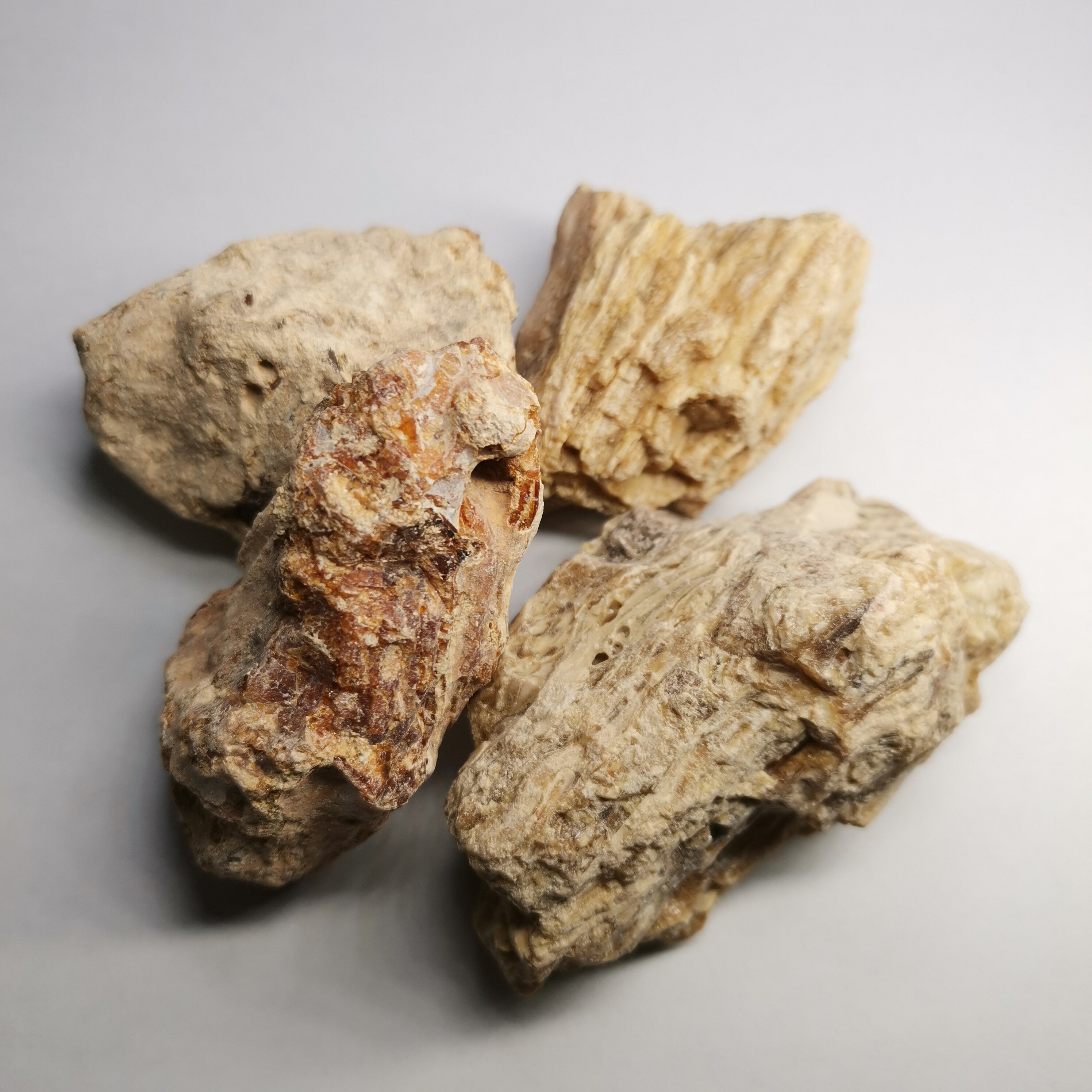 植物炼金术 橄榄香化石 日本薰陆香合香制香原料