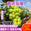 顺丰阳光玫瑰无籽晴王葡萄新鲜孕妇当季水果净重4斤提子香印青提|ru 顺丰阳光玫瑰无籽晴王葡萄新鲜孕妇当季水果净重4斤提子香印青提|ru