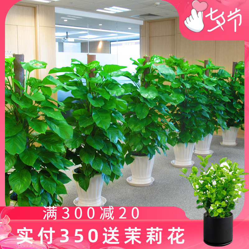 Large green dill Potted plant In addition to formaldehyde Big leaf green dill Flower Pot Office Green plant Lease Green plant large Botanyin the Flower delivery/Flowers simulation/Plants gardening , Flowers/Potted plants (New) , Large plants/Potted finished composition category - from Buy2taobao.com to provide professional Taobao agent buy service