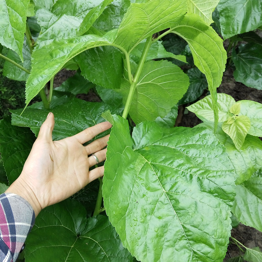 大叶蚕桑果树苗南北方地栽种植养蚕桑树小苗盆栽桑树活苗当年结果