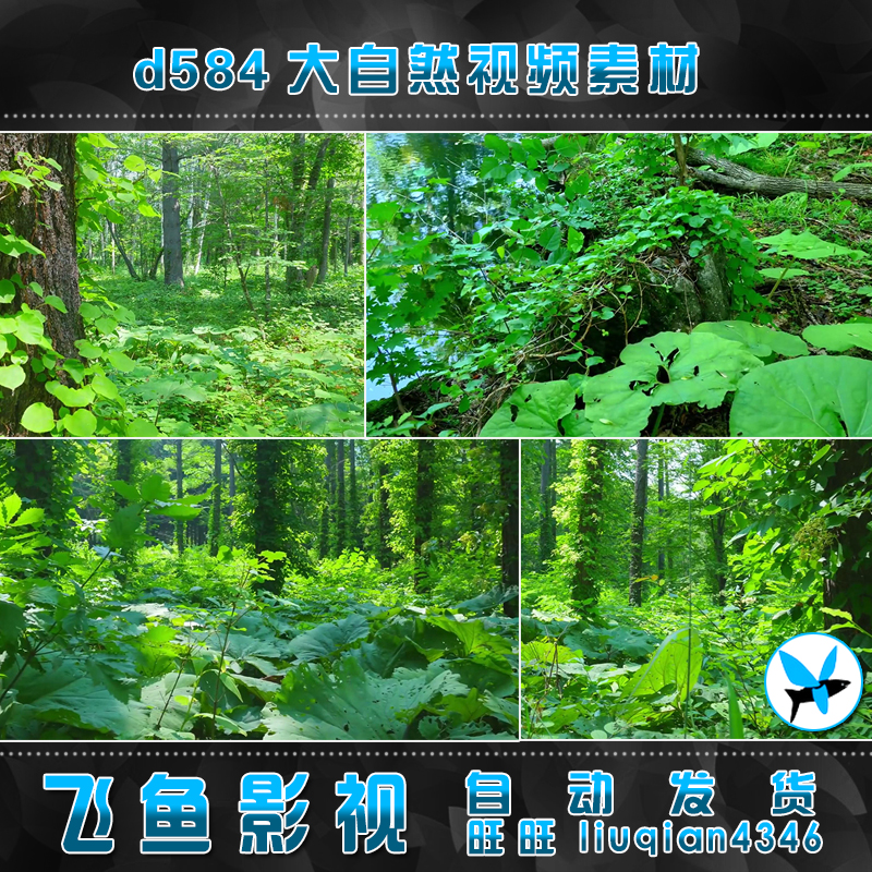 d584大自然 树林森林树叶 环保清新 美丽风景  日本风情 视频素材