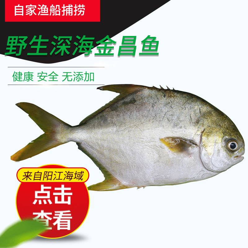 深海金昌鱼自家鱼船捕捉大白昌牛特昌闸坡水产品1500克海鲜鲜鱼