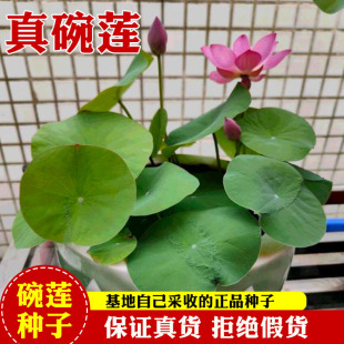 碗莲水培植物花卉室内花好养四季开花种子籽水养荷花盆栽客厅睡莲