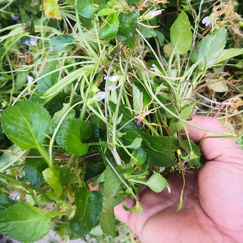 特价秒杀野生七星莲潮汕人参草中草药材新鲜茶匙黄现挖包邮500克