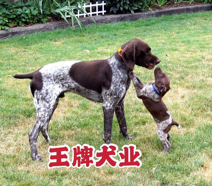 波音达猎犬波音达猎犬幼犬 波音达猎犬幼犬纯种 德国波音达狩猎犬