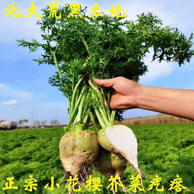 新鲜芥菜疙瘩咸芥菜疙瘩小花樱芥菜疙瘩东北咸菜疙瘩一件5斤包邮