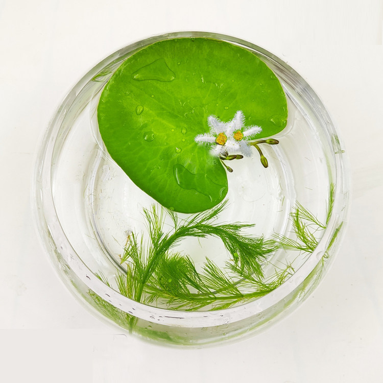 水培植物一叶莲 水生花卉室内阳台四季开花盆栽鱼缸浮生莲花碗莲