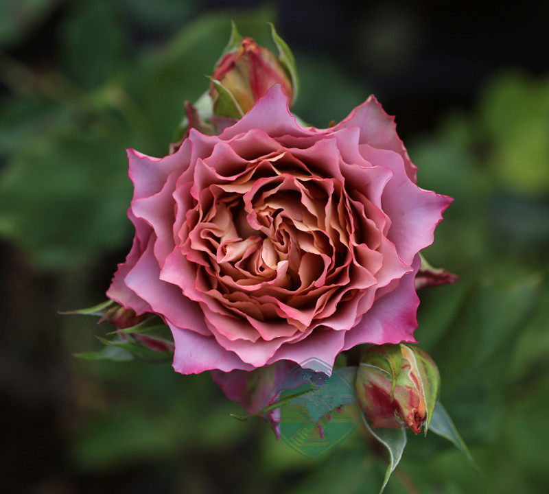 日本月季 清茶英伦节拍 thé nature植物盆栽月季藤本月季花爬藤