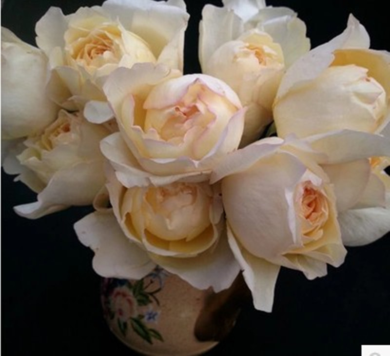 伊人如水泽恩专卖店的优惠券大全—伊芙系列 月季 象牙伊芙伯爵 ivory