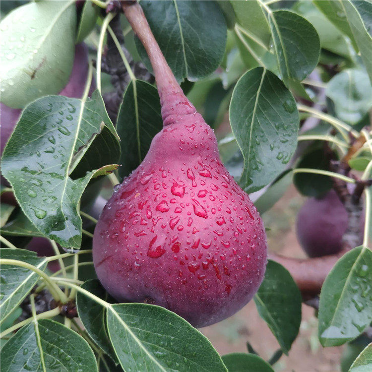 陕西红啤梨5斤可以吸的梨彩啤梨应季孕妇水果红皮梨子现摘现发