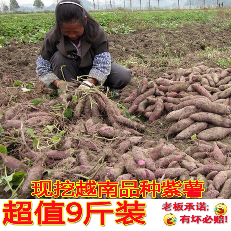越南品种紫薯现挖新鲜小紫薯应季紫心红薯沙土地种植板栗紫色番薯