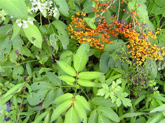 接骨木苗 中药材种苗