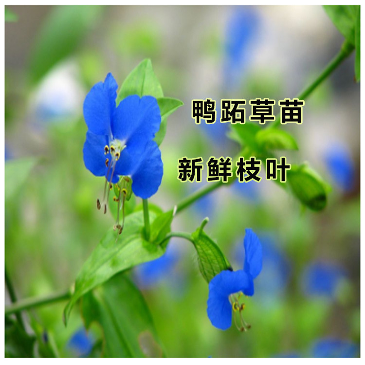 鸭跖草 鹅儿菜 淡竹叶 竹节草 青竹壳菜 水竹叶 竹夹菜 生鲜500g