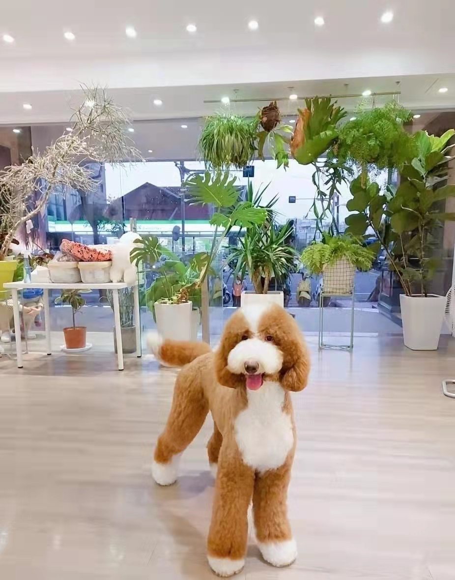 巨型贵宾犬巨贵幼犬大型犬