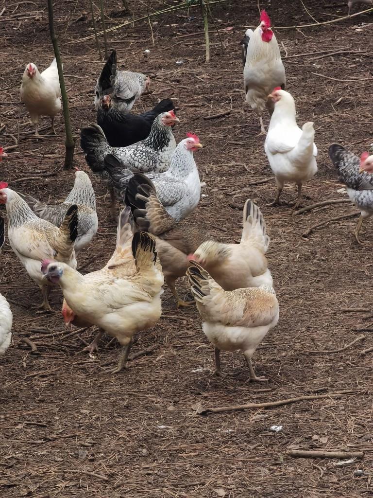 鹊山鸡种蛋土鸡受精蛋顺丰速运孵小鸡