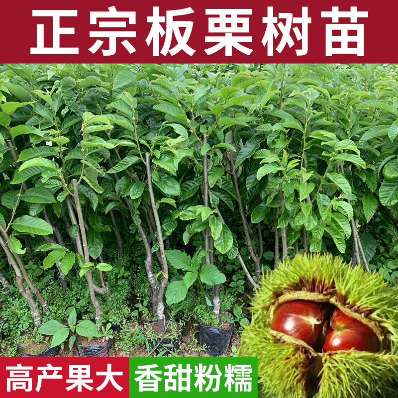 板栗树苗正宗嫁接果苗大红袍油栗特大带土耐寒当年结果南北方种植