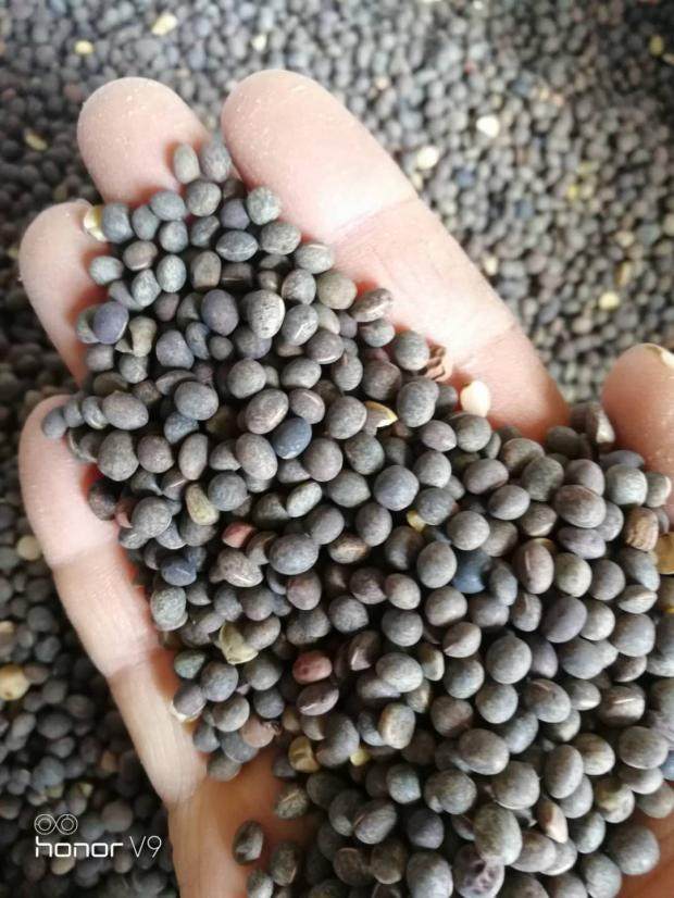 小黑豌豆 小灰豆 小豌豆  肉鸽 鹦鹉 仓鼠 饲料 满6斤包运费