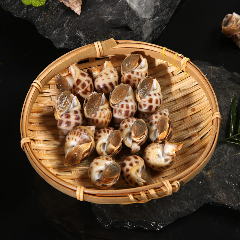 新鲜网红小海螺花螺海鲜水产鲜活盒装贝壳类1斤支持闪送