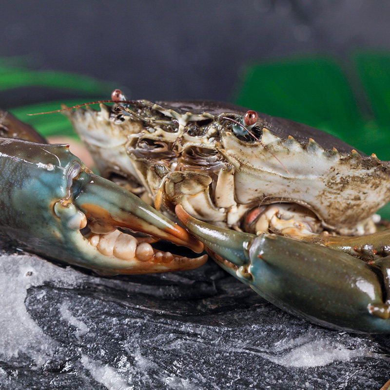 活青蟹370-420g新鲜特大东南亚青蟹非三门青蟹大公母海螃蟹