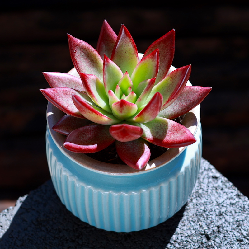 多肉植物新手净化空气_云南直发多肉植物罗宾杂室内绿植花卉净化空气