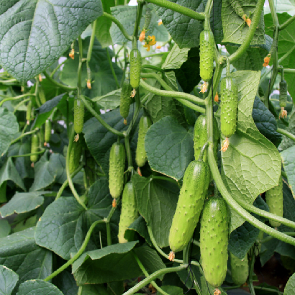 蔬菜种子露地菜园水果黄瓜种子抗病节节有瓜清香脆甜满9.9元包邮