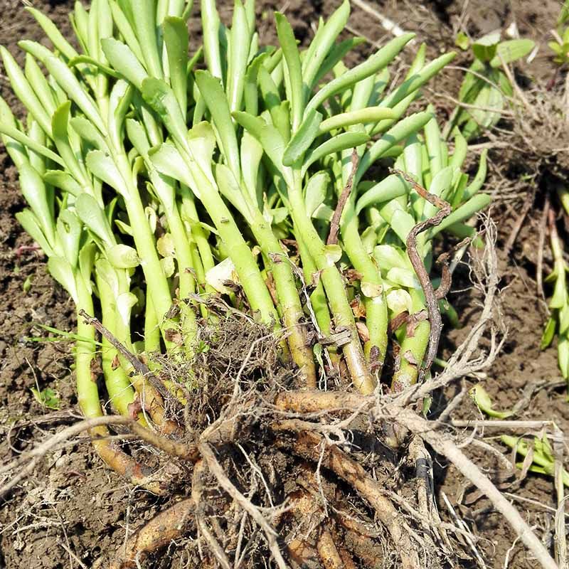 漫泉河新鲜救心菜养心菜救心草种苗平卧菊1斤60颗左右