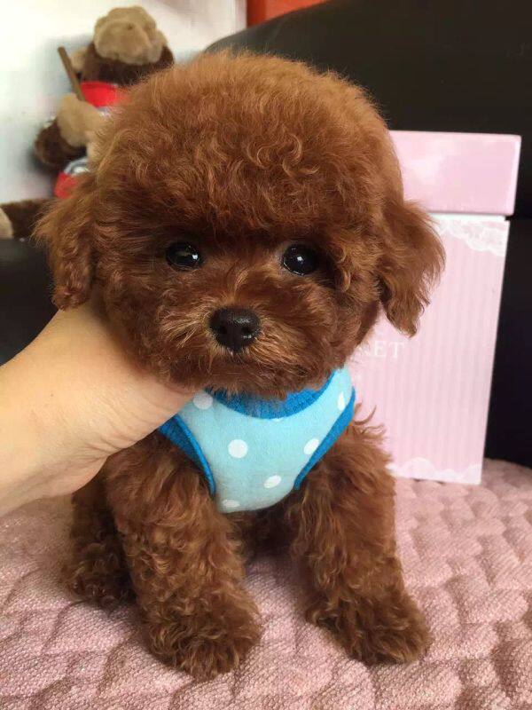 宠物活体 狗狗 小型犬 泰迪大额优惠券