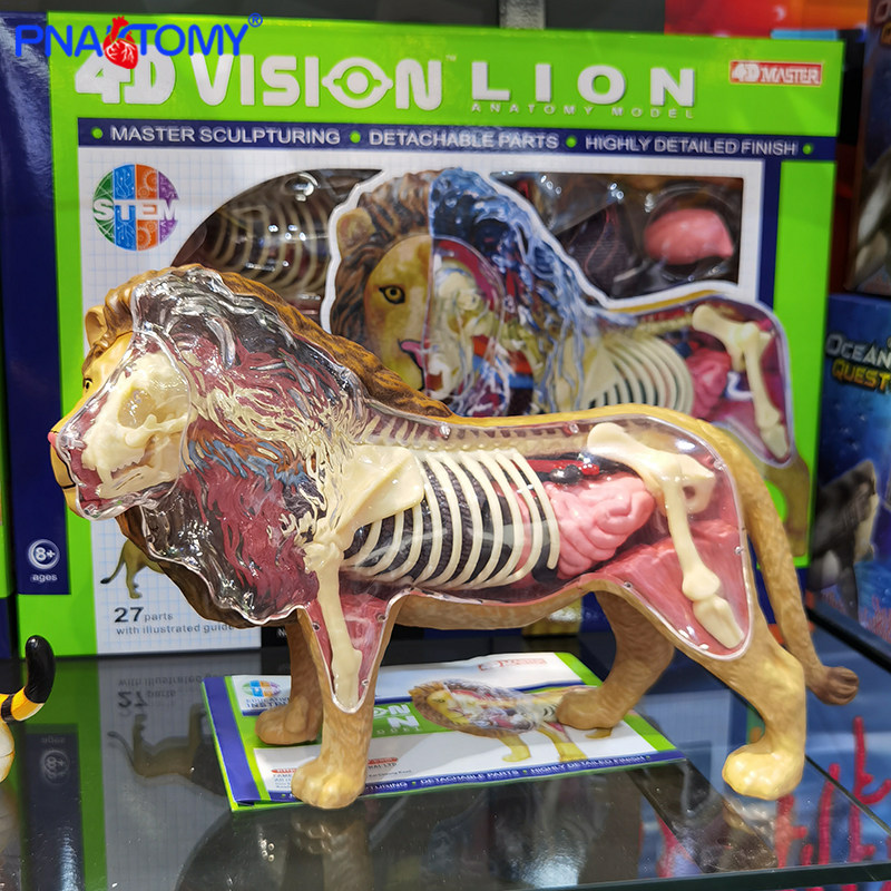 新品4d master 猛兽野生动物狮子内脏器官拼装解剖模型教学科普