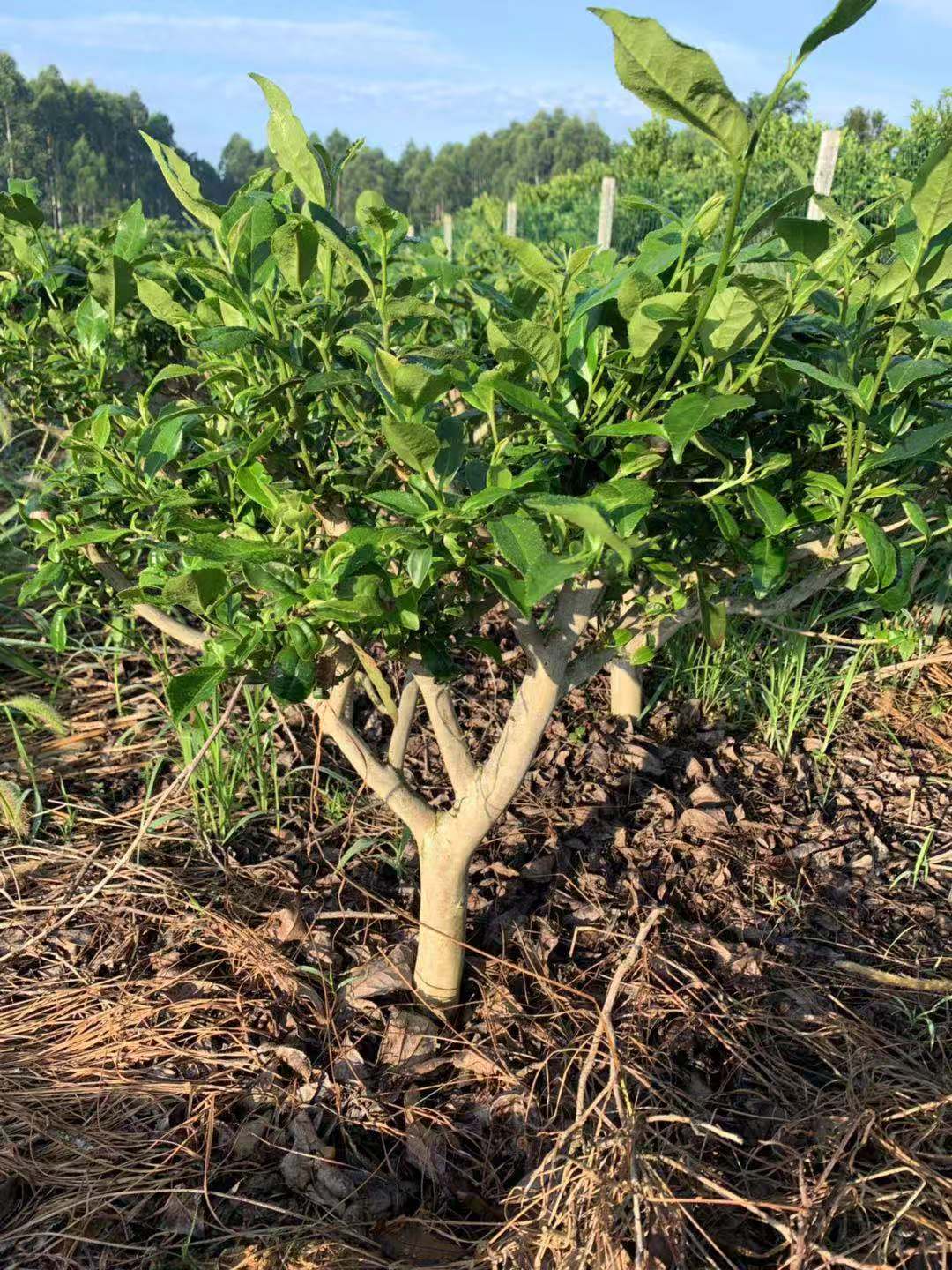 茶叶苗铁观音茶叶树苗碧螺春白茶树苗绿茶树苗木龙井盆茶叶树苗