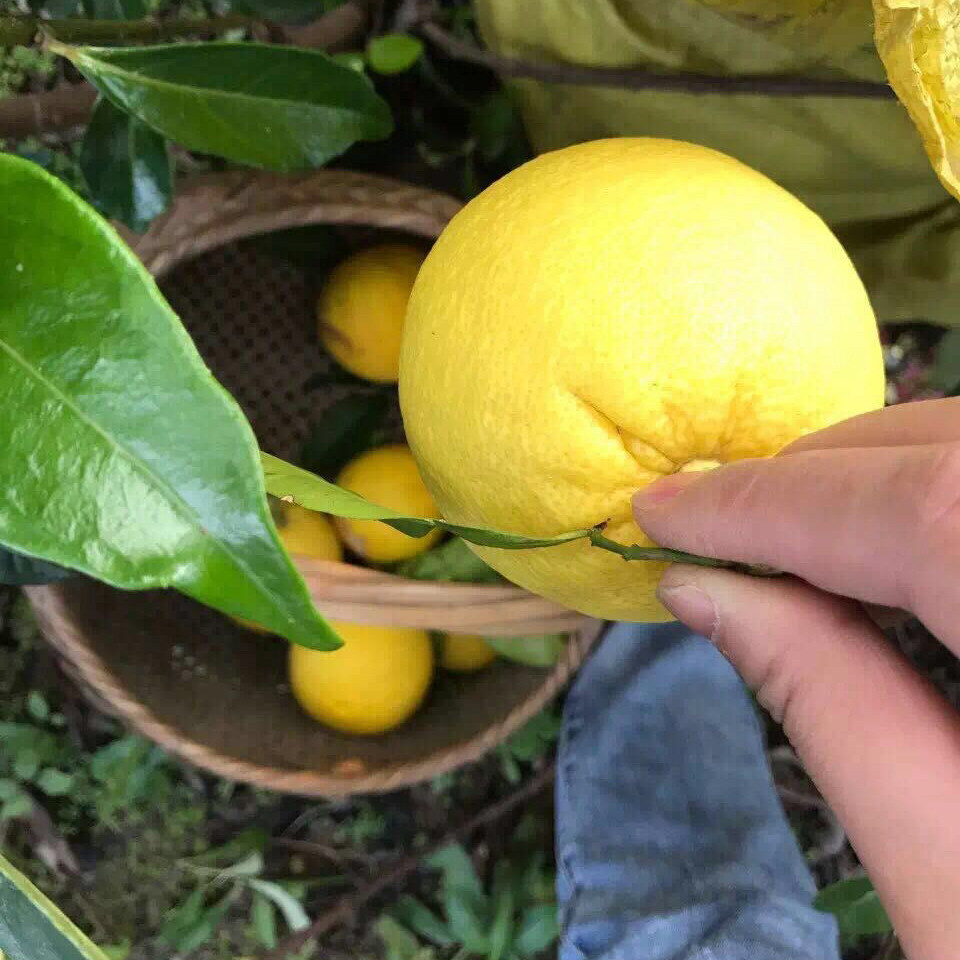 10月发货香橼果 香泡 香圆 清供 供佛熏香酵素 新鲜采摘 香橼