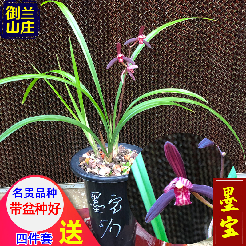 名贵兰花苗【墨宝】老种建兰室内盆栽花卉绿植阳台植物兰草