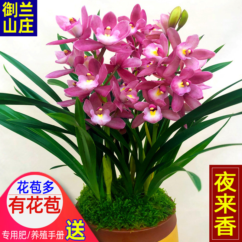 兰花盆栽【夜来香】矮种室内植物花卉绿植兰草兰花苗带花苞鲜花